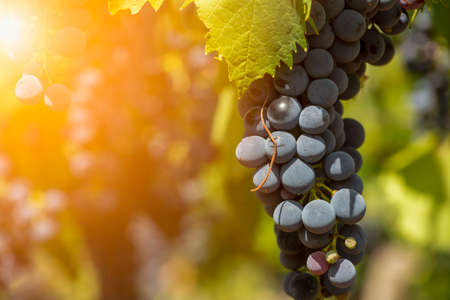 Horizontal View of Colored Black Grapes Plantation on Blurred Background in Summerの写真素材