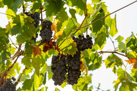 Horizontal View of Colored White and Red Grapes Plantation on Blurred Background in Summerの写真素材