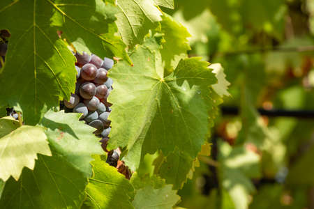 Horizontal View of Colored White and Red Grapes Plantation on Blurred Background in Summerの写真素材