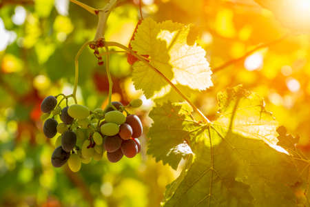 Horizontal View of Colored White and Red Grapes Plantation with Sun Flare on Blurred Background in Summerの写真素材