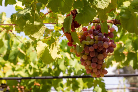 Horizontal View of Colored White and Red Grapes Plantation on Blurred Background in Summerの写真素材