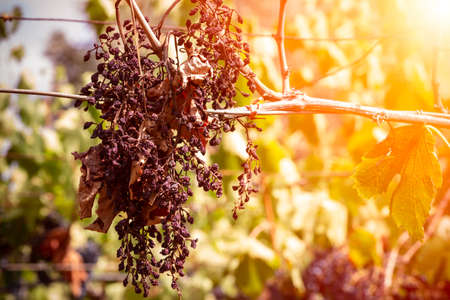 Horizontal View of Dried Black Grapes on Blurred Background in Summer. Concept of Lack of Water and Global Warmingの写真素材