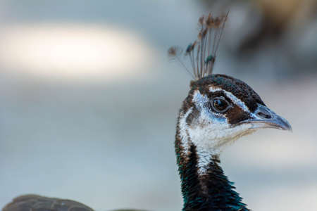 Close Up of Peacock (Pavo cristatus) on Blurred Background. Copy Spaceの写真素材