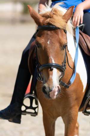 Little girl that rides a brown pony during Pony Game competition at the Equestrian School on blurred backgroundの写真素材