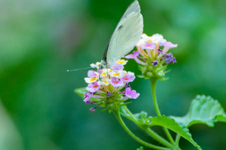 White butterfly Posing on a Group of little flowers on blurred backgroundの写真素材