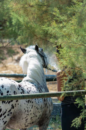 Girl Washing Withe Horse after training at the Equestrian Schoool in Summer on Blurred Backgroundの写真素材