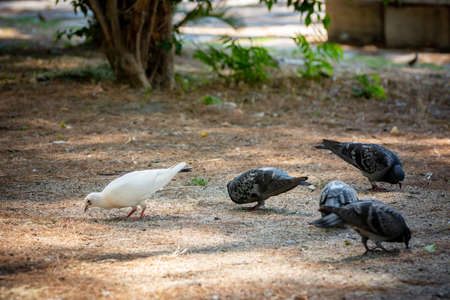 Group of Four Gray Pigeons and White one in Summer on Blurred Backgroundの写真素材