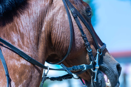 Close Up of the head of a Horse during a Horse Competition at the Equestrian School on Blurred Backgroundの写真素材