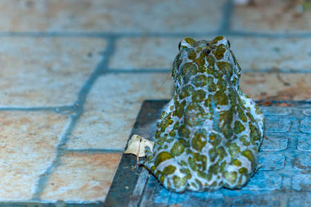 Bufotes viridis on the back showing leopard textured skin at night on Blurred Backgroundの写真素材
