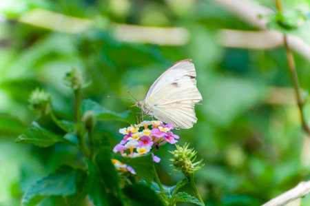 White butterfly Posing on a Group of little flowers on blurred backgroundの写真素材