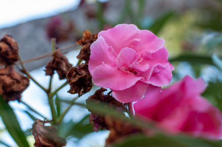 Close Up of Pink Rose Bloomed in Summer on Blurred Background