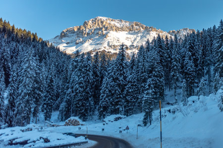Firs Covered by the Snow in Alps Mountains in the North of Italy in Winter taken by the inside of a Car and the Dolomiti Mountains on the Background in Sunny Dayの写真素材