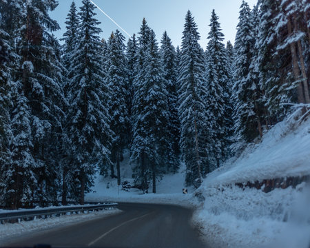 Firs Covered by the Snow in Alps Mountains in the North of Italy in Winter taken by the inside of a Car. Concept of vacation travels in winterの写真素材