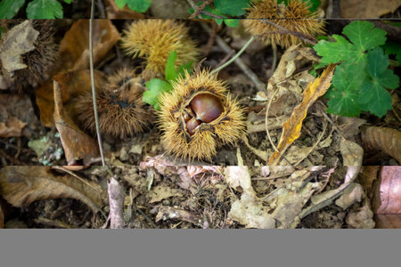 Closeup of Chestnuts inside the Hedgehog on the Ground Among Leaves in Autumn on Blurred Backgroundの写真素材