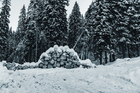 Pile of Wood Covered by the Snow in Winter Next to the Forest in Winter in Italy in Grayscale on Blurred Backgroundの写真素材
