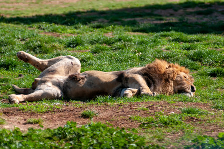 Lion Sleeping Belly Up With Legs Open On A Meadow Under The Sun At The Safari Zoo On A Blurry Backgroundの写真素材