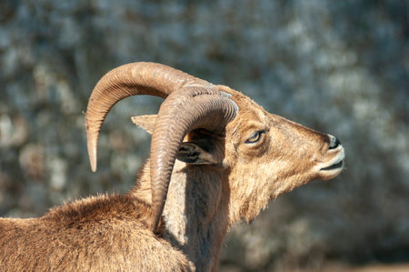 Close Up Of A Wild Goat, Also Called Capra Aegagrus On Blurred Backgroundの写真素材