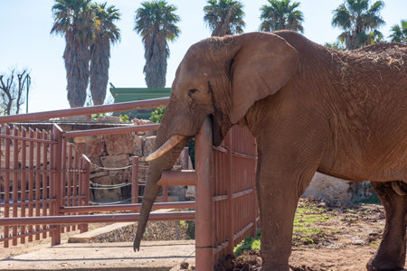 Nervous And Stressed Elephant At The Zoo That Bites A Steel Tube On Blurred Background. Animal Suffering In Captivityの写真素材