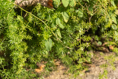 Bud Of Asparagus Aethiopicus Original From Southern Africa in Spring On Blurred Backgroundの写真素材