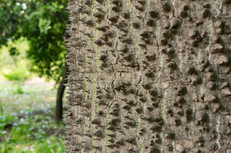 Ceiba Speciosa Native From Brazil On Blurred Backgroundの写真素材