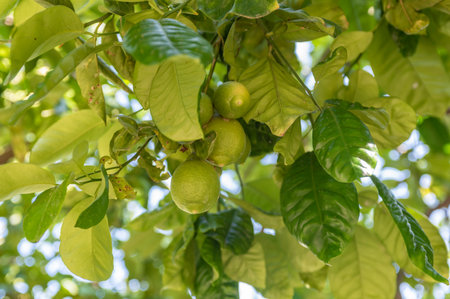 Citrus Grandis Native From Malaysia On Blurred Backgroundの写真素材