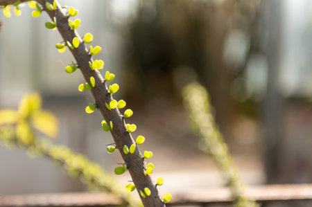 Alluaudia Humbertii Native From Madagascar In Summer On Blurred Background