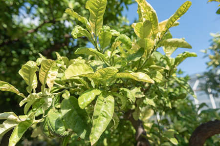 Citrus Grandis Native From Malaysia On Blurred Background