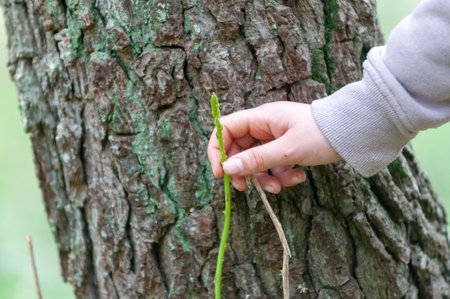 Hand Of A Little Girl Collecting Asparagus In The Countryside On Blurred Backgroundの写真素材