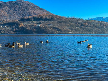 Panoramic View Of Caldonazzo Lake In The North Of Italy With Ducks In Winter On Blue Sky Backgroundの写真素材
