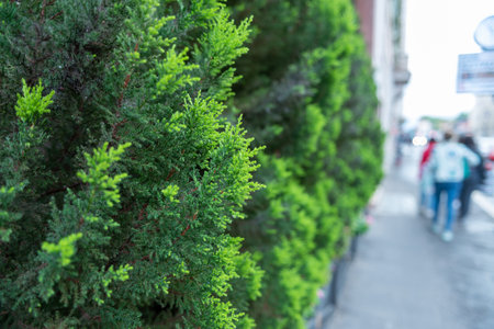 Green Trees In The Street With Blurred Peple Walking On Blurred Backgroundの写真素材