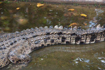 Tail Of Big Crocodile In Water on Blurred Backgroundの写真素材