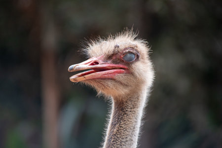 Ostrich Head In The Crocodile Park In Darwin, Australia, On Blurred Backgroundの写真素材