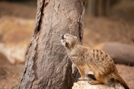 Meerkat - Suricata Suricatta - Crocodile Park In Darwin, Australia, On Blurred Backgroundの写真素材