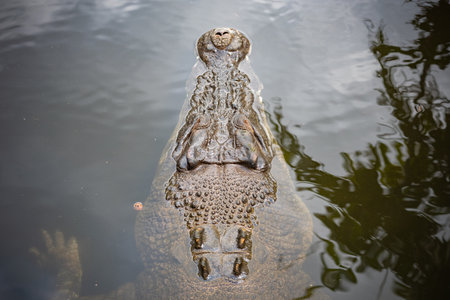 Vertical Close Up Of The Head Of Crocodrile Swimming In Water On Blurred Backgroundの写真素材