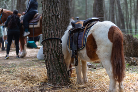 Little Pony Hanged on A tree in The Forest On Blurred Backgroundの写真素材