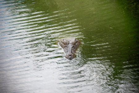 Vertical Close Up Of The Head Of Crocodrile Swimming In Water On Blurred Backgroundの写真素材