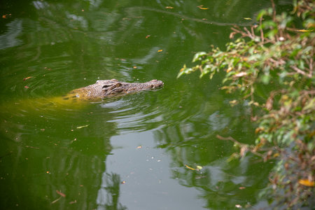 Close Up Of Crocodile Head Swimming In Green Water On Blurred Backgroundの写真素材