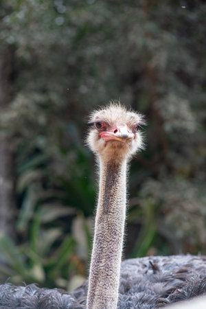 Ostrich Head In The Park In Darwin, Australia, On Blurred Backgroundの写真素材
