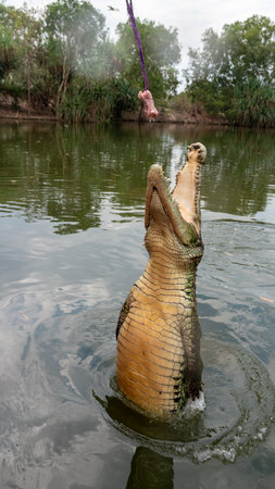 Crocodile That Jumps From The Water To Take Meat In An Australian Park On Blurred Backgroundの写真素材