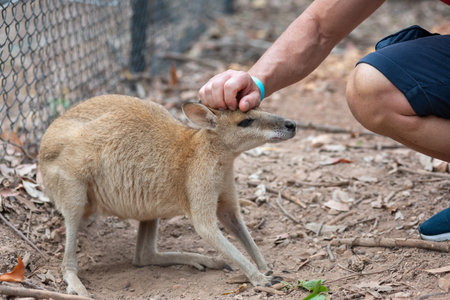 Man Caressing The Head Of A Wallabe In Australia On Blurred Backgroundの写真素材