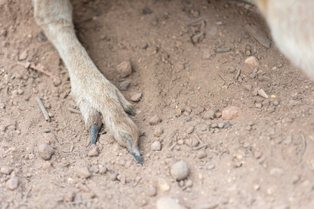 Close Up Of Wallabe Paw On The Ground on Blurred Backgroundの写真素材