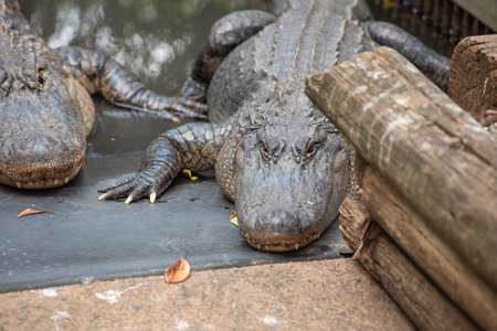American Alligator - Alligator Mississippiensis - Crocodile Park In Darwin, Australia, On Blurred Backgroundの写真素材