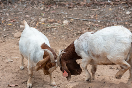 Mountain Goats That Butting Each Other On Blurred Backgroundの写真素材