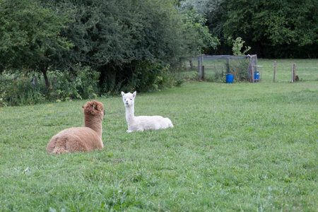 two alpacas resting in a field of natural grass spending the afternoon peacefullyの写真素材