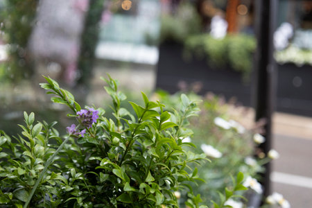 close-up of some plants with the reflection of a glass in the backgroundの写真素材