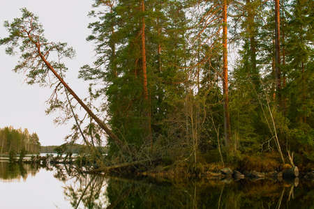 Reflections in the river