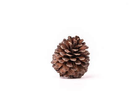 Brown pine cone isolated on white background, textureの写真素材