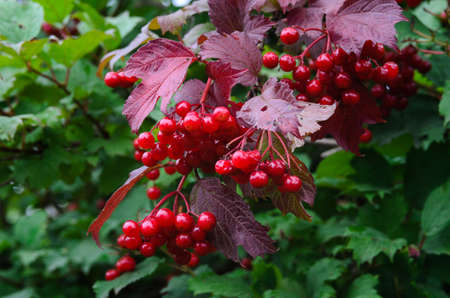 branch of red viburnum in the gardenの写真素材