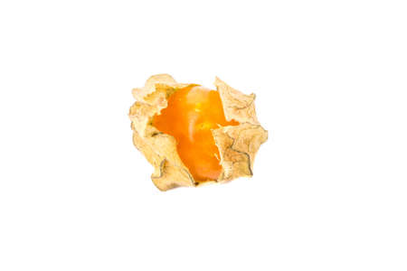 ripe physalis isolated on white backgroundの写真素材