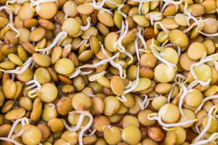 Sprouted green lentils seeds top view full frame